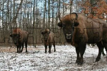 European Bison jigsaw puzzle