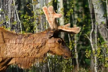 Wild Elk jigsaw puzzle