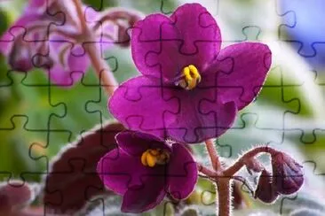 African Viole jigsaw puzzle