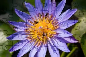 Abeilles sur Lotus violet