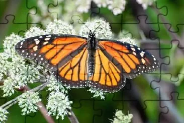 Monarch Butterfly jigsaw puzzle