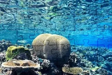 Brain Coral jigsaw puzzle