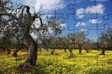 Olive Trees jigsaw puzzle