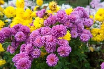 Chrysanthemum jigsaw puzzle