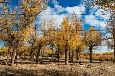 Populus Trees jigsaw puzzle