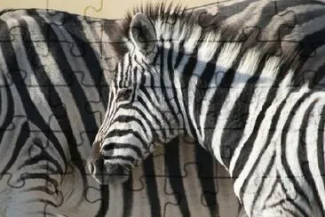 Baby Zebra Close-up jigsaw puzzle