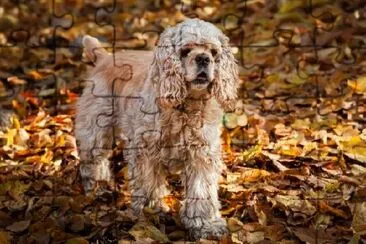 Cocker Spaniel americano nella foresta di autunno