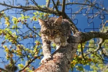 Gato andando em uma árvore