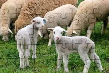 Two Lambs jigsaw puzzle