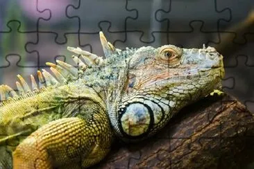 Leguan jigsaw puzzle