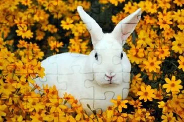 Conejo blanco en un campo de flores