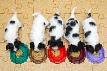 Little Puppies Papillon Eat