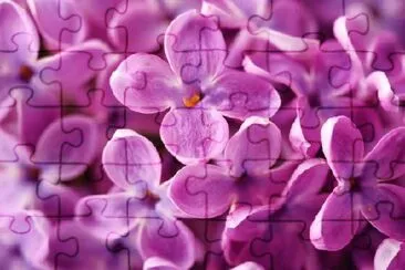 Beautiful Lilac jigsaw puzzle