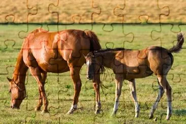 Caballos al atardecer