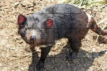 Tasmanian Devil, Australia jigsaw puzzle