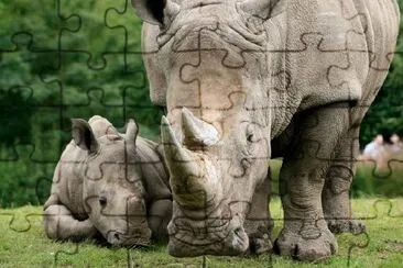 White Rhinoceros jigsaw puzzle