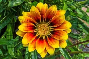 Gazania blomma