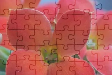 Red Kalanchoe jigsaw puzzle