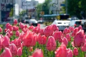 Tulipanes rojos en la ciudad