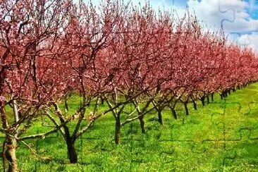 Huerto de frutas