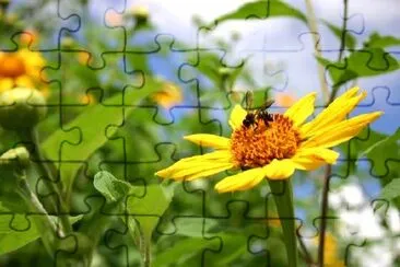 Sunflower with Bee jigsaw puzzle