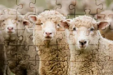 Three Sheep jigsaw puzzle