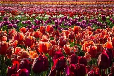 Tulpenfarm