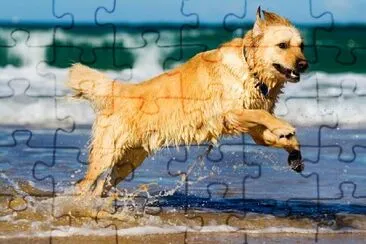 Golden Retriever, der ins Wasser springt