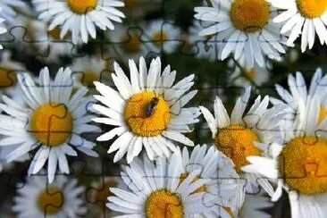 Chamomile  jigsaw puzzle