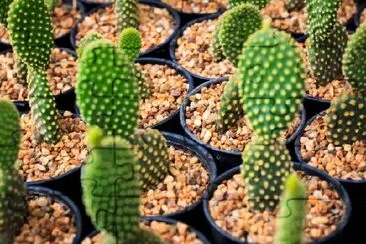 Cacti jigsaw puzzle