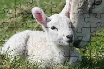 Lamb and Mother jigsaw puzzle