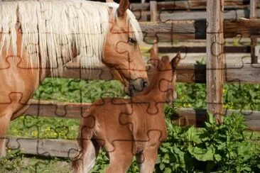 Cavallo con giovane puledro