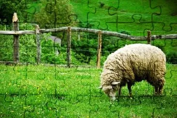 Moutons au pâturage