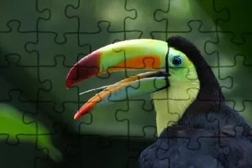 Profile of a Toucan jigsaw puzzle