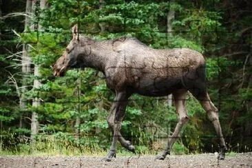 Wild Moose jigsaw puzzle