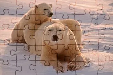 Two Polar Bears jigsaw puzzle