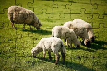 Sheep in the Field jigsaw puzzle