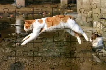 Jumping Cat jigsaw puzzle