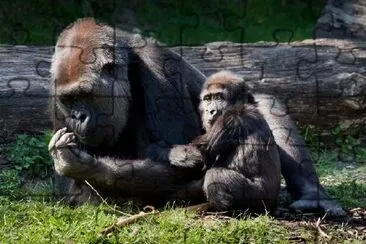 Famille de gorilles