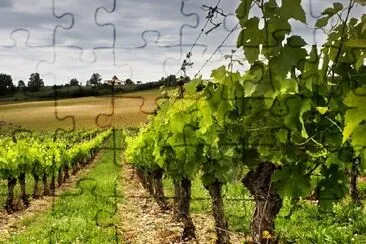 Vineyard jigsaw puzzle