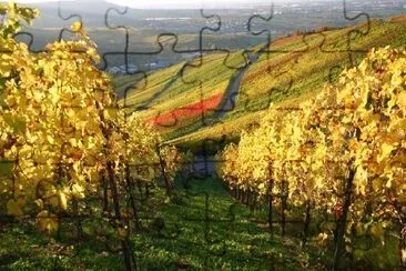 Vignoble en automne