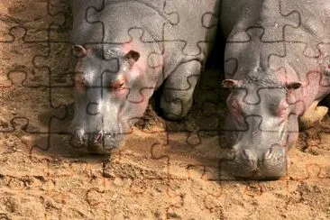 Hippopotamus Pair jigsaw puzzle