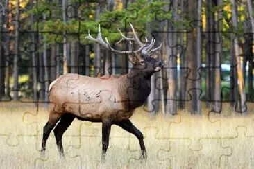 Rocky Mountain Elk