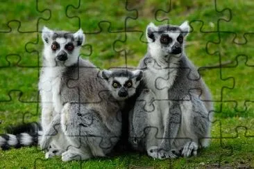 A Family of Ring-Tailed Lemurs jigsaw puzzle