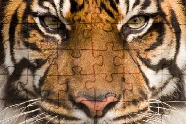 Sumatran Tiger  jigsaw puzzle