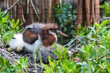 Fluffig Heron Chick