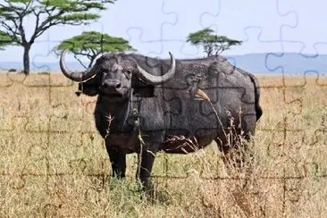 Buffalo in the national park jigsaw puzzle