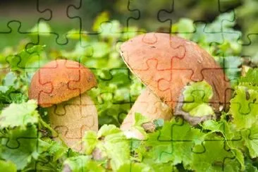 Porcini Mushroom jigsaw puzzle