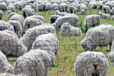 Flock of Sheep Grazing on Green Field jigsaw puzzle