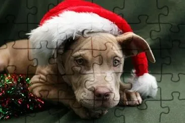 Chiot dans un chapeau de Noël